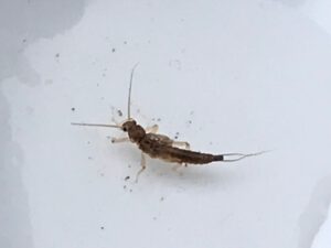 Stonefly