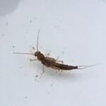 Stonefly