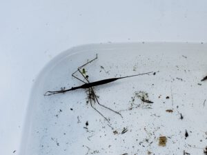 Water Scorpion