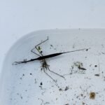 Water Scorpion