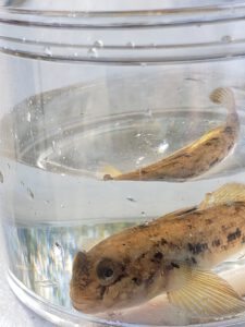 Round Goby (invasive)