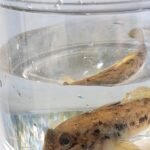 Round Goby (invasive)