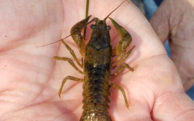 Spring Water Monitoring – Duffield Rd 4/26