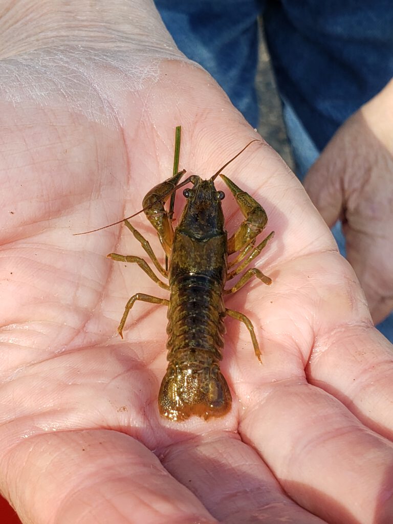 Crayfish (native)