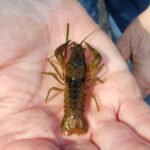 Crayfish (native)