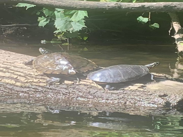 turtle 3