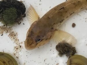 Invasive Gobi