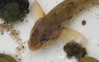 Spring Water Monitoring – Fenton 4/25