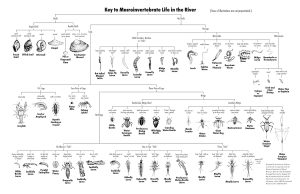 Macroinvertabrate life on the river