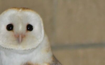 Headwaters Trails Owl Presentation