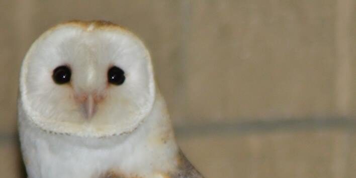 Barn owl