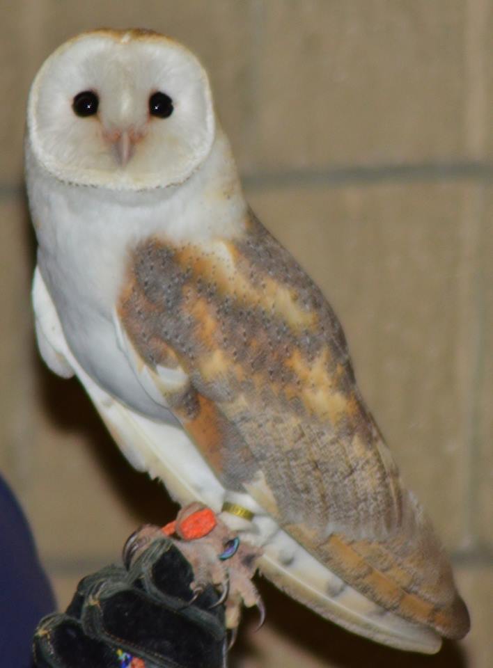 Barn owl on glove